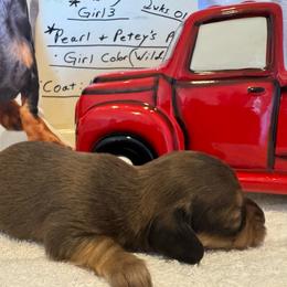 Girl 3 - Wild boar and cream female Dachshund puppy in Stilwell, Oklahoma from Starr Springs Doxies
