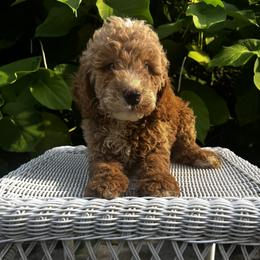 Goldendoodle Puppies from Mini Golden Doodles
