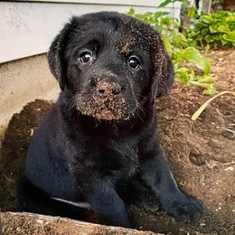 Labrador Retriever Puppies from Freedom Labradors