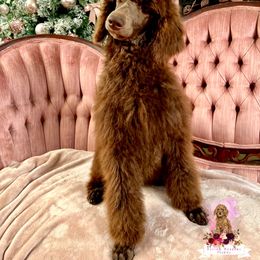 Poodle Puppies from Rolling Meadows Ranch Poodles