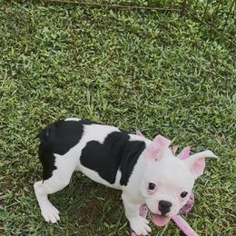 Cinco - Brindle male Companion Cross puppy in Georgia from KD’s K9 Oasis