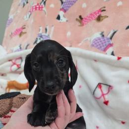 Solid dapple - Dapple male Dachshund puppy in West Plains, Missouri from Spring Creek Dachshunds