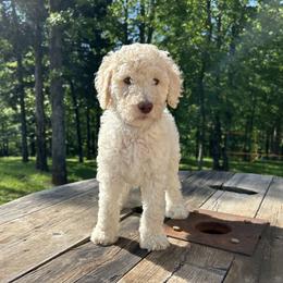 Goldendoodle Puppies from Winchester Doodles