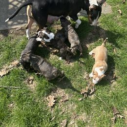 Bull Terrier Puppies from Lynn Hill Bull Terriers