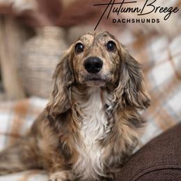 Gibby Gibson - Dachshund