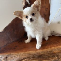 Boy 1 - White and lemon male Papillon puppy in Shirley, Arkansas from Lucky Pups
