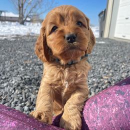 Bernedoodles, Cockapoos, Goldendoodles, and Poodles from Split Mountain Doodles