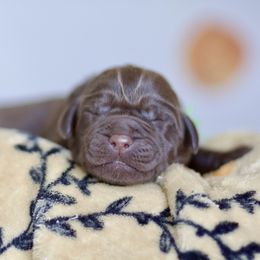 Light Pink Girl - Chocolate female Labrador Retriever puppy in Williamston, Sc, South Carolina from Dutton Dog Co & Dalla Grazia Doberman