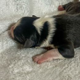 Phing - Black tri-color male Australian Shepherd puppy in Saint Maries, Idaho from North Idaho Aussies