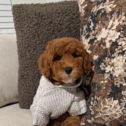 Penny - Red  female Goldendoodle puppy in Anaheim, California from Cuddle Bear Doodles