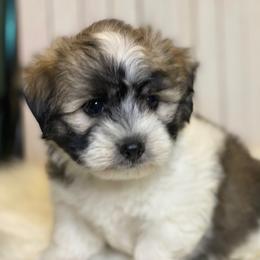 Cavapoo and Coton de Tulear Puppies from Big Gulch Puppies