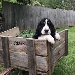 English Springer Spaniel Puppies from Georgia's Springers