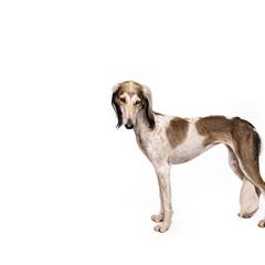 Saluki All Grown Up from Hayat Salukis