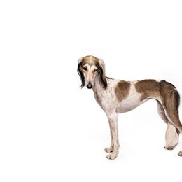 Saluki All Grown Up from Hayat Salukis