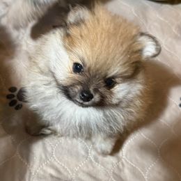 Dolli - Orange sable female Pomeranian puppy in Denton, Texas from Pepplers Poms