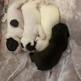 French Bulldog Puppies from Fur Royalty Frenchies