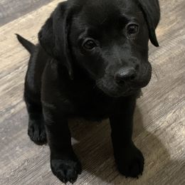 Labrador Retriever Puppies from Mystic River Labradors