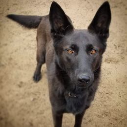 German Shepherds from Von Neu Und Stark