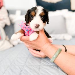 Bernedoodle, Goldendoodle, and Poodle Puppies from Teddy Doodles & Standard Poodles