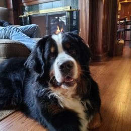 Bernese Mountain Dog All Grown Up from Bugziere Bernese Mountain Dogs