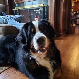 Bernese Mountain Dog All Grown Up from Bugziere Bernese Mountain Dogs