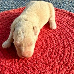 Girl 1 - White female Miniature Schnauzer puppy in Comanche, Texas from Circle R