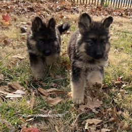 German Shepherd Puppies from German Shepherds of Shawnee