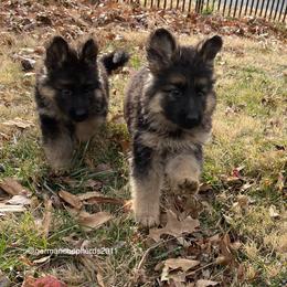 German Shepherd Puppies from German Shepherds of Shawnee
