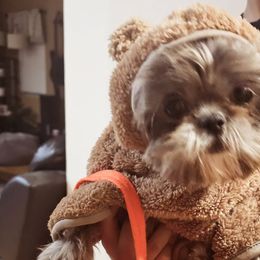 Shih Tzus from Ju Shih Tzu