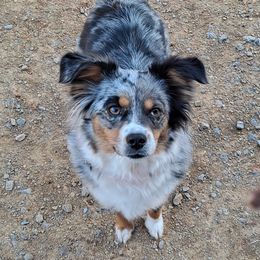Pickles - Toy Australian Shepherd