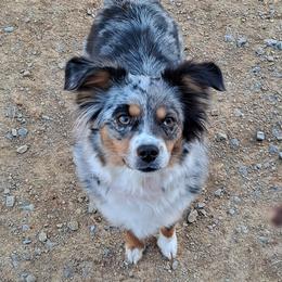 Pickles - Toy Australian Shepherd
