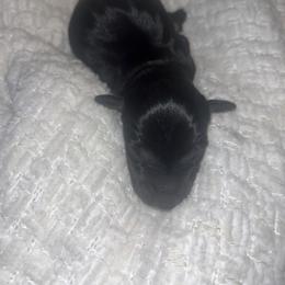 Buddy - Black and tan male Dachshund puppy in Turtletown, Tennessee from Stachia’s C4 Dachshunds