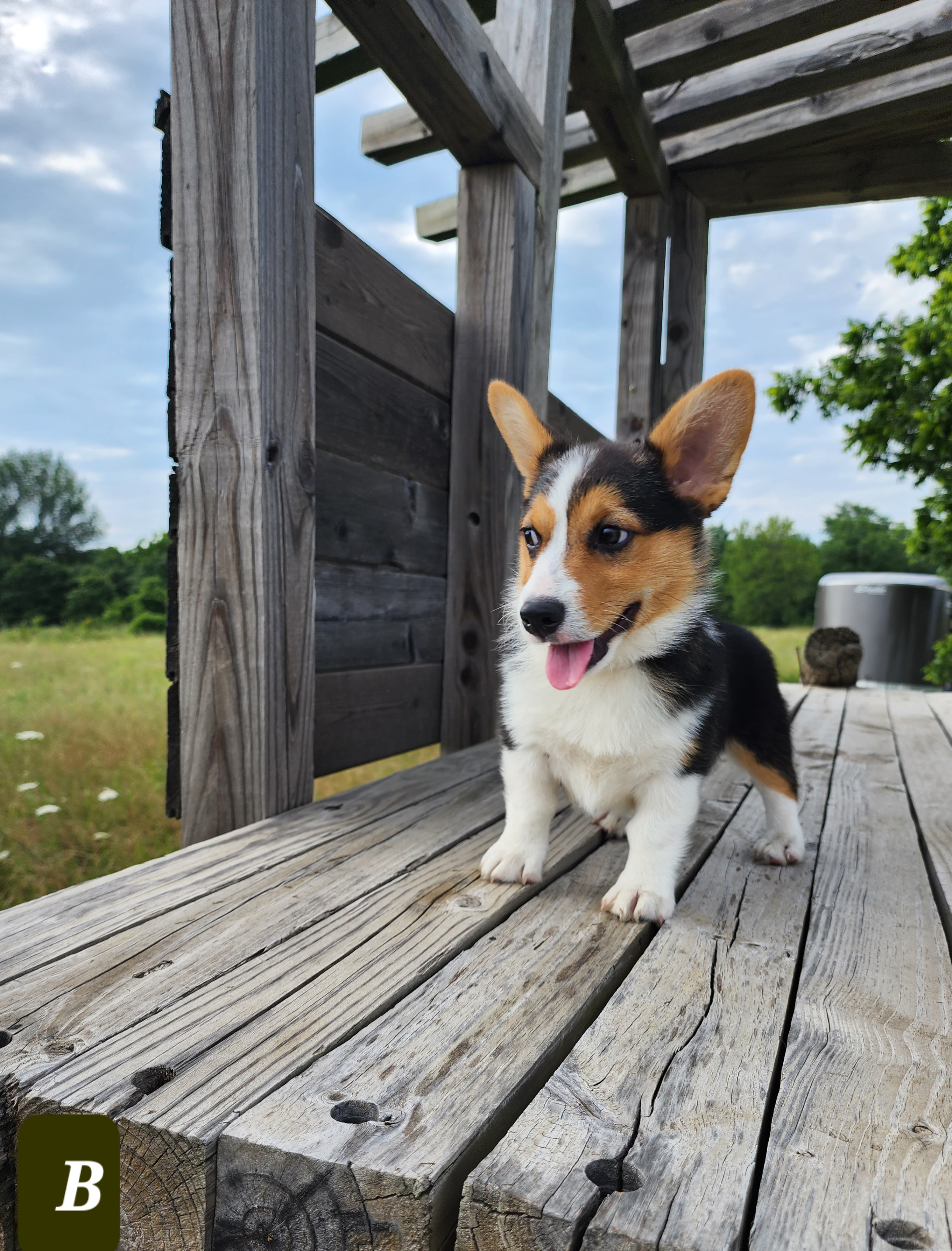 Pembroke Welsh Corgi Puppies from Pinkyella Corgis