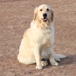 Ellie - Golden Retriever