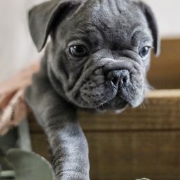 French Bulldog Puppies from Wind Ridge Frenchies