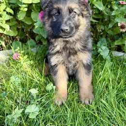 John - Black and red male German Shepherd puppy in Fielding, Utah from Legacy Shepherds