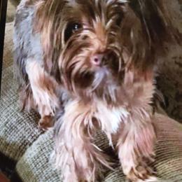 Paisley - Yorkshire Terrier