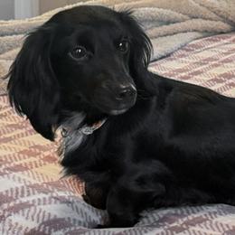 Rumi - Dachshund