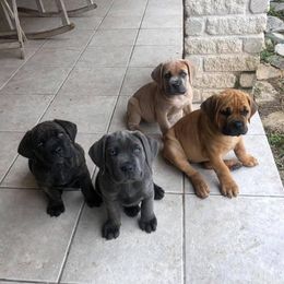 Cane Corso Puppies from MTZ Cane Corso