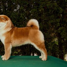 Ryo - Shiba Inu