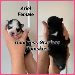 Ariel - Black and white female Pomsky puppy in Lyons, Nebraska from Goodness Gracious Pomskies