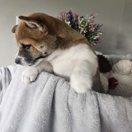 Shiba Inu Puppies from Shiba Shenanigans