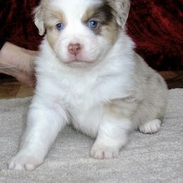 Miniature American Shepherd Puppies from Destiny Aussies