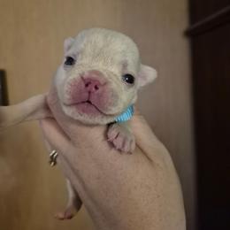 Light blue - White male Bulldog puppy in Walhalla, South Carolina from Lowery's English Bulldogs