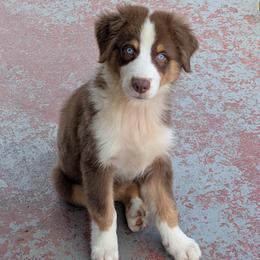 Koda (Jasmine3Boy5) RTM,NBT, blue eyes likely, CHIC-OFA-DNA-AKC Titled Parents - Red tri-color male Australian Shepherd puppy in South Hill, Virginia from Silverside Aussies LLC