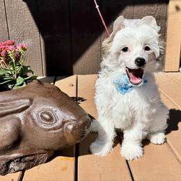 Seal - White male Chinese Crested puppy in New Smyrna Beach, Florida from FronkLinn Kennel