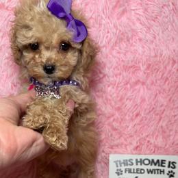 EMIE LOU - Apricot female Maltipoo puppy in Apple Valley, California from Boujeepups