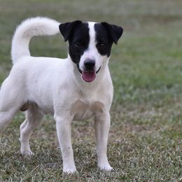 Shooter - Russell Terrier