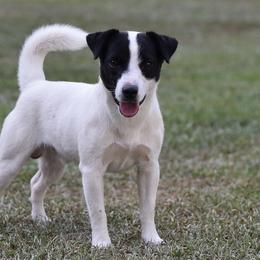 Shooter - Russell Terrier