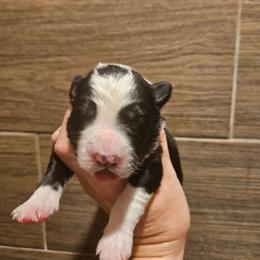 Boy 1 - Black and white male Border Collie puppy in Caledonia, Michigan from Magnolia Acres